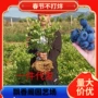 北方南方地栽庭院阳台