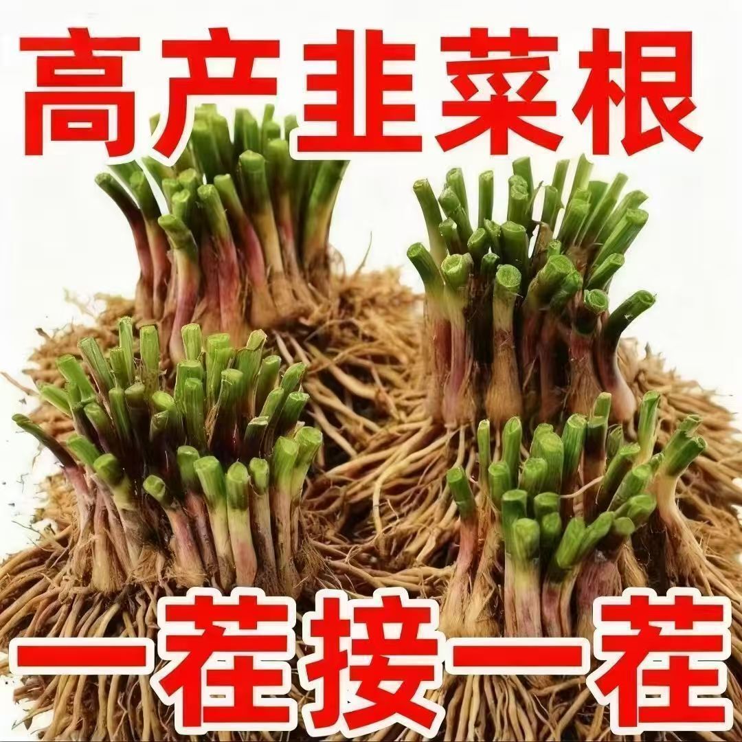 Freshly Dug Fine-Leaf Fragrant Chives, Suitable for Balcony and Garden Pot Planting in All Seasons, Easy to Grow in Winter, Old Variety of Chives Freshly Dug Fine-Leaf Fragrant Chives, Suitable for Balcony and Garden Pot Planting in All Seasons, Easy to Grow in Winter, Old Variety of Chives