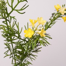 摆件野菊花干花雏菊小特价假清新花束摆设小荷兰菊仿真客厅洋甘菊