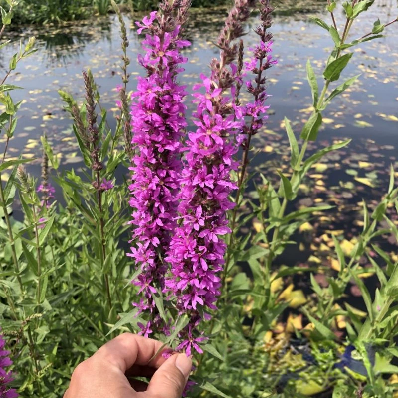 Происхождение Оптовая продажа Lythrum officinalis водяная ива до листа лотоса посадка земли и растения для водно-болотных угодий в маленьких чашках Цена со скидкой