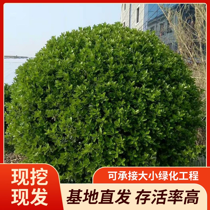 Производитель поставляет на базу поставок большое количество оптовых шаров из крупнолистовой самшитовой древесины, столбиков для забора, живых изгородей, шариков для волос, больших чашек и различных спецификаций.