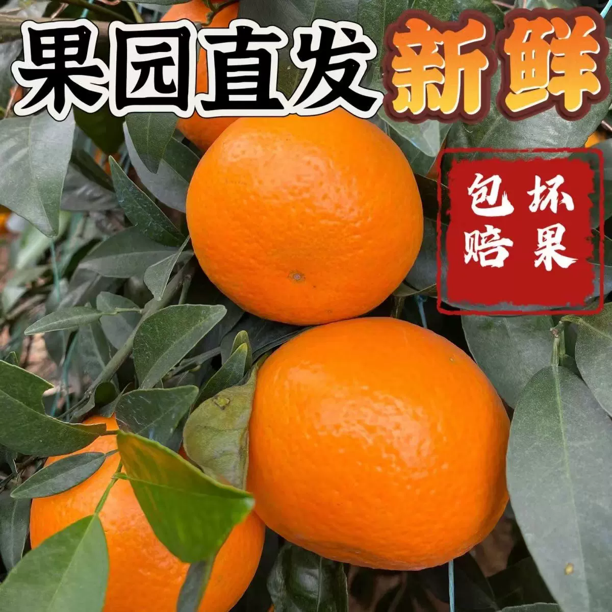 广西沃柑当季新鲜水果有机正宗精选沃柑桔现摘出口东南亚老挝泰国