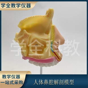 human nasal anatomy model nasal medicine nose teaching otolaryngology oral tissue pharyngeal structure model