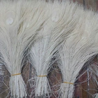 供应孔雀毛25-30cm  脱色孔雀毛  多色现货