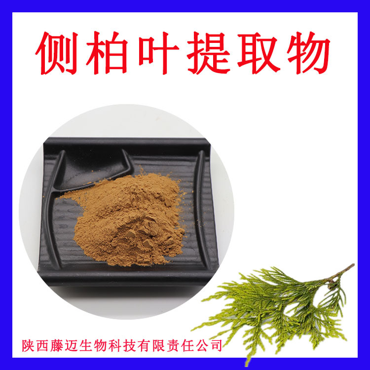 侧柏叶提取物无中间商侧柏叶粉欢迎选购侧柏叶浸膏粉