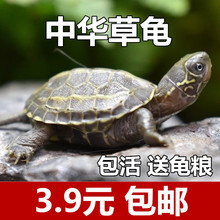 中华草龟活物包存活外塘精品草龟长寿龟观赏龟墨龟金线龟宠物乌龟