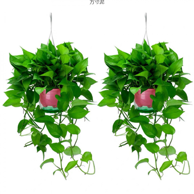绿萝盆栽花卉大叶长藤好养水培植物室内除吊兰办公室绿植外贸批发