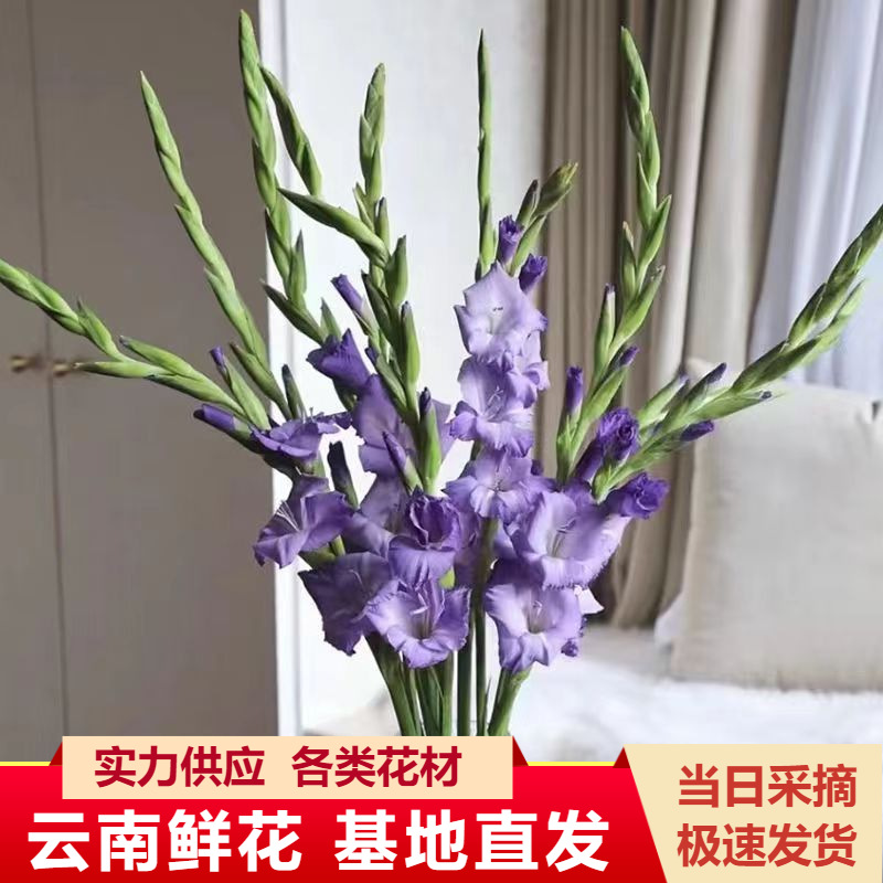 剑兰鲜花批发云南昆明基地直发家庭水养鲜切花花店婚庆办公室插花