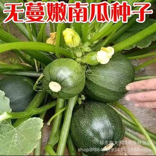 �o������С�ϹϷN�Ӹ߮a��Ŵ�Gɫ�A�ϹϿ��Ό���̨�����߲˷N��