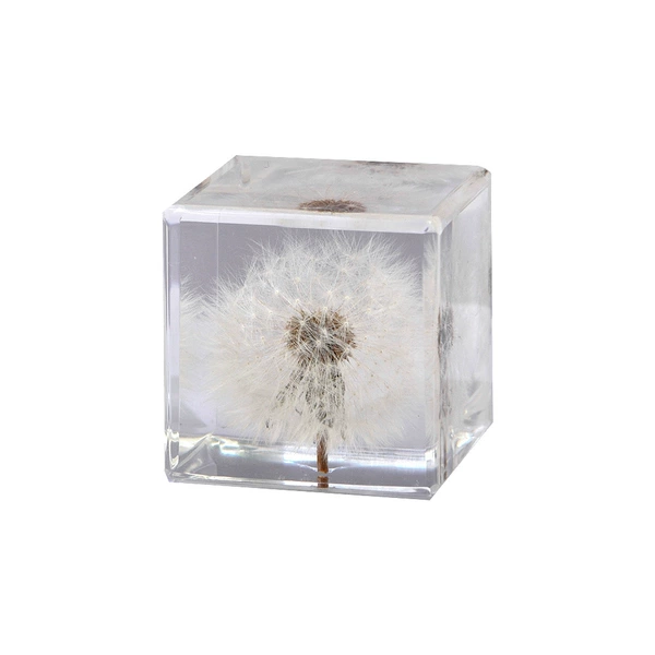 5CM cube dandelion