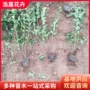 地栽基地绿化绿篱卫矛