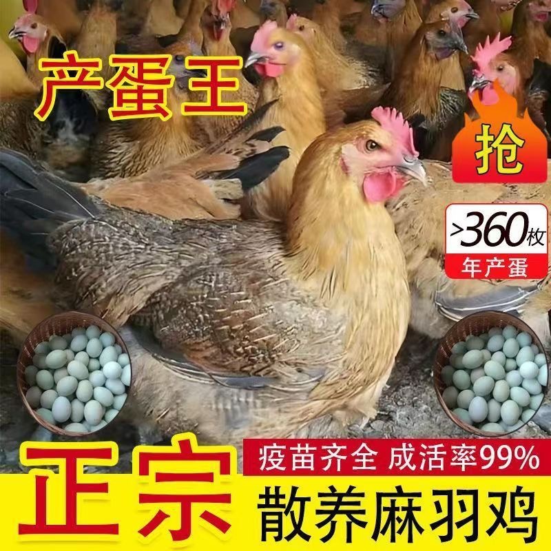 出售青脚麻鸡脱温鸡苗活体麻羽鸡土鸡苗山地放养蛋鸡幼苗批发价格