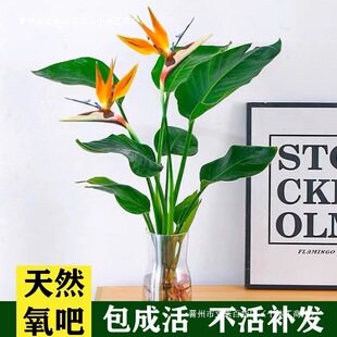 �����Bֲ������҃������Q���m�͏d�k���Ҵ�d�Gֲˮ�B���_�I