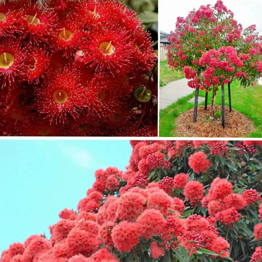 2112 база оптовая поставка сафлора эвкалипта 2-4 см саженцы в горшках