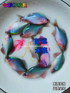 ���B��ˮ�^�p���Q�~�߲���Ƥ������ˮ�~���wС���~��ԭ��Ⱥ���S��