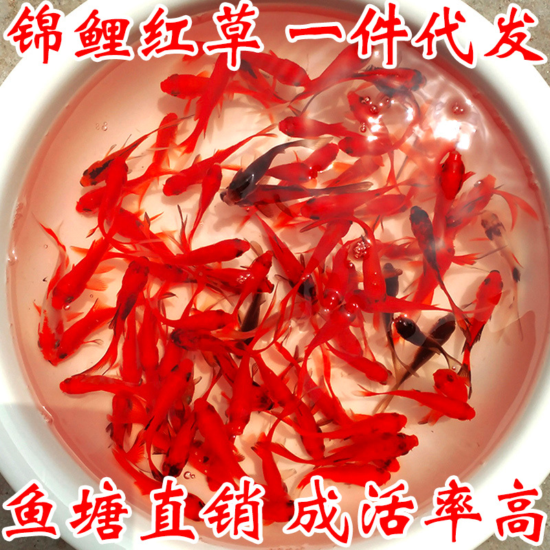 锦鲤鱼红白锦鲤按斤称红草金饲料鱼观赏活体鱼苗喂奶鱼网红罐罐鱼