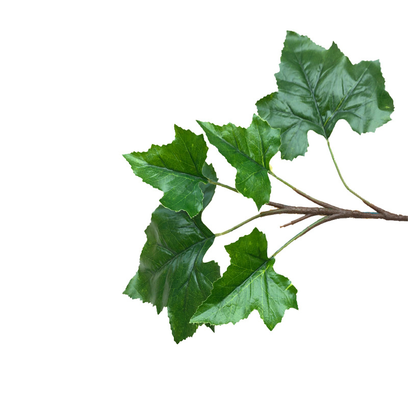 XRB-266 梧桐叶单枝5叶.jpg