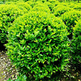 ���Ϲ�����ɭŮؑ��G�����̽�ɭŮؑ�� ֱ���gӭӆُ �Gֲ