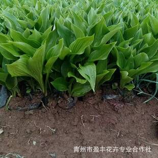 ���~������ ���~��߅���� ��ˮ��ֲ�� �Ԯa�Gֲ���Ի�����ľ