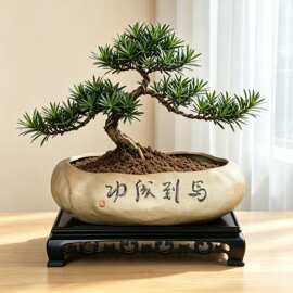 创意陶瓷土培花盆多规格家用款桌面绿植土培养盆栽不含植物带底座