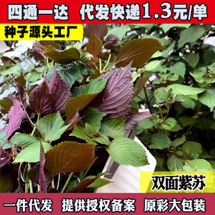 ���K�N�ӿ�ʳ���������p�����K�N���K���߲����̨�N���K��Ұ����