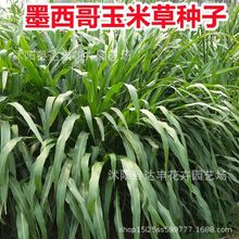 批发墨西哥玉米草种子牧草种子产量高口感好鸡鸭鹅牛羊猪马驴兔鱼