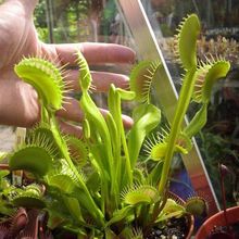 大型捕蝇草盆栽栽好发货食虫植物套餐食人花猪笼草苗雨林