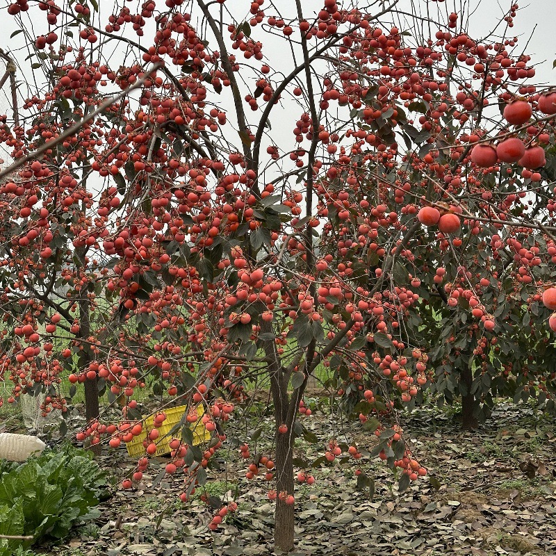 临潼嫁接火晶柿子甜南北方种植耐寒土地栽果树苗当年结果包邮