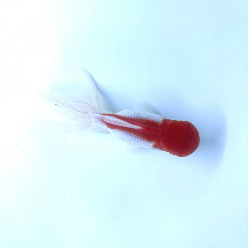 小さな金魚、活魚、観賞魚、冷水、淡水、赤魚、鯉、飼いやすい、耐久性、幸運の頭、国宝金魚|undefined