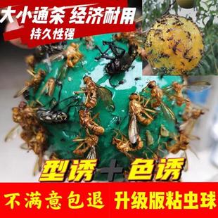 J8 Real Fruit Fly Size Male and Female Double Killing Needle Ball Vegetable Garden Citrus Fly Trap Loofah Fruit Tree Sticky Ball Sticky Insect Real Fruit Fly G3