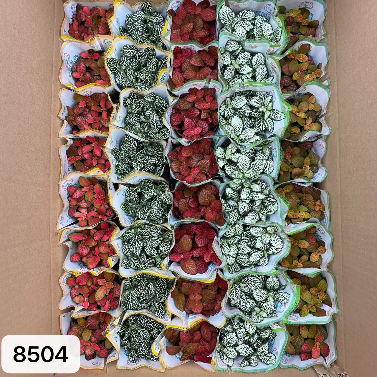 8504  小箱網紋草混裝40盆