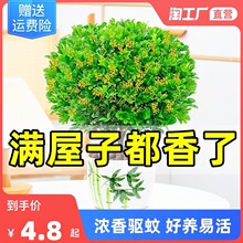 ����������Ũ����������������ļ�������������׮�辰������ֲ