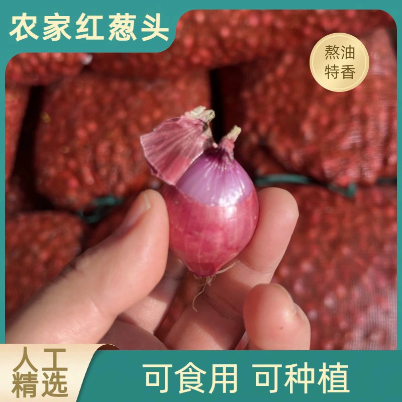 Аутентичная северо-восточная фермерская зеленая луковая зелень из провинции Хэйлунцзян, мелкий зеленый лук, чеснок репчатый, красный лук, огненный лук.