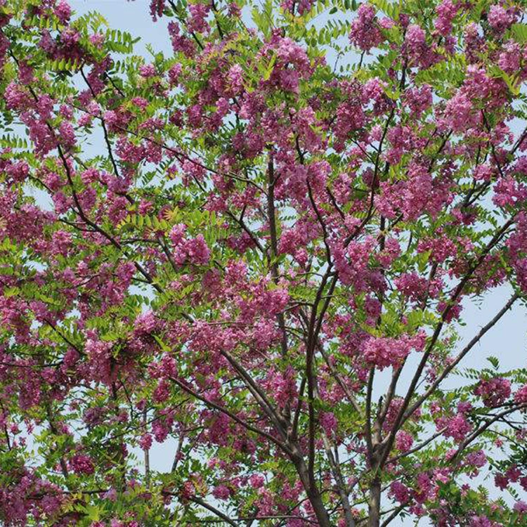 Прямые продажи высококачественных ароматных саженцев акации, ландшафтных саженцев, ароматных саженцев акации, полная спецификация и отличные цены.