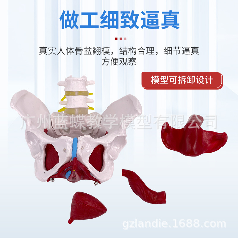 ��̬��ѧ����ɻŮ�Թ��輰�ӹ�ģ����ǻ�ṹ������׼��⿵��