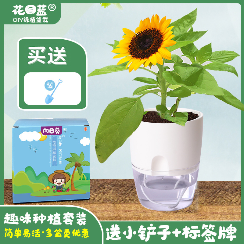 DIY创意盆栽礼盒套装 儿童玩具儿童节礼物双层储水懒人植物种植杯