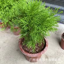 黄金柏树工程绿植绿化装饰室内盆栽客厅真植物树耐寒植物基地批发