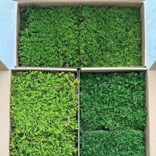 Immortal big gray moss moss micro landscape ecological bottle diy bonsai rockery decoration plant landscaping material moss wall