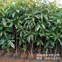 木蓮苗 木蓮苗批發 促銷價格 產地貨源 阿里巴巴