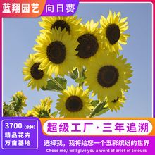 源头厂家批发观赏向日葵花卉种子向日葵花籽多头黄色向日葵花海籽