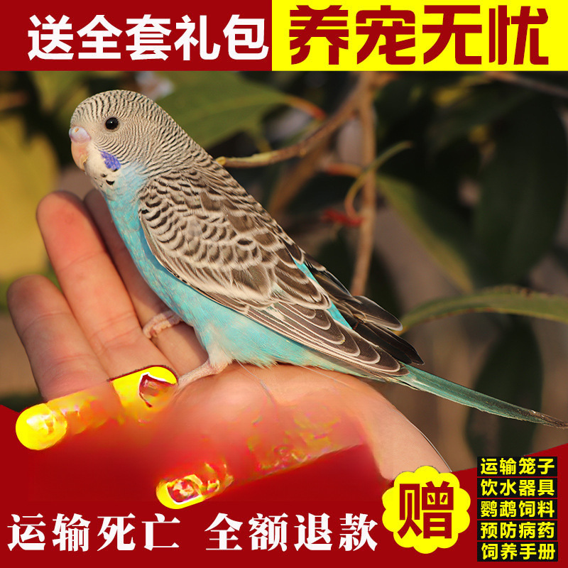 푸른 호랑이 가죽(말하는 법을 배울 수 있음)이 시작하는 방법을 가르쳐 줄 수 있습니다.