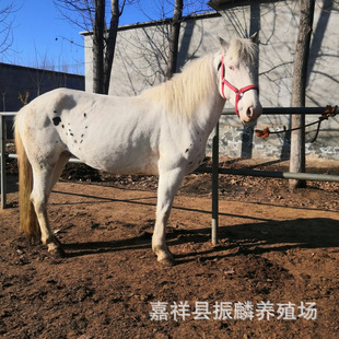 ����m���Bʲô�T���RƷ�N,��Ѫ�R,�����R,�ɹ��R,�����R