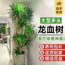 ��Ѫ��͏d�Gֲ���^��횘����F��͏d�Gֲ�҃ȴ�����Ѫ��ֲ������