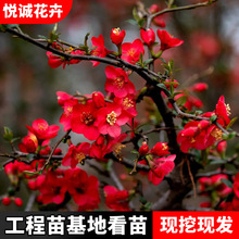 NĘ绨R̾GľɫKGhͥԺNֲζ㺣Ļ