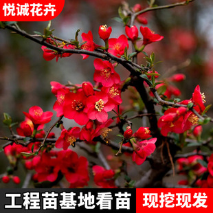 Begonia Saplings Flower Mirror Project Greening Flower and Tree Color Block Hedge Courtyard Planting Fragrant Begonia Flower Tree