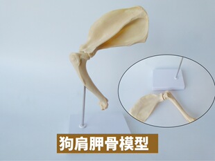 Dog shoulder joint scapula skeleton model animal skeleton Pet Hospital veterinary teaching aids toy dog skeleton
