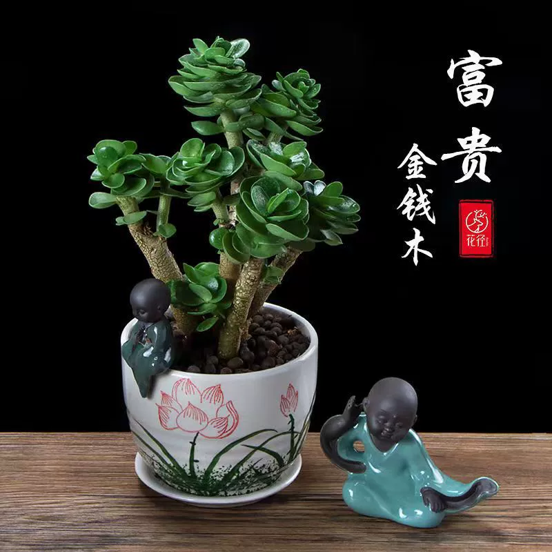 Денежное дерево, старый сучок, суккулентное растение в горшке, для дома, легко ухаживать за денежным деревом, драгоценное суккулентное цветочное зеленое растение, большое растение