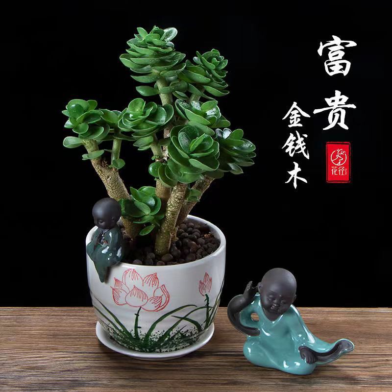 Money Tree Old Stump Succulent Plant Potted Indoor Easy to Care for Fortune Money Tree Precious Succulent Flower Green Plant Large Plant