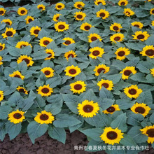 ���տ����� �����������տ��軨 ����ֱ�l����r���L���^���@�G��