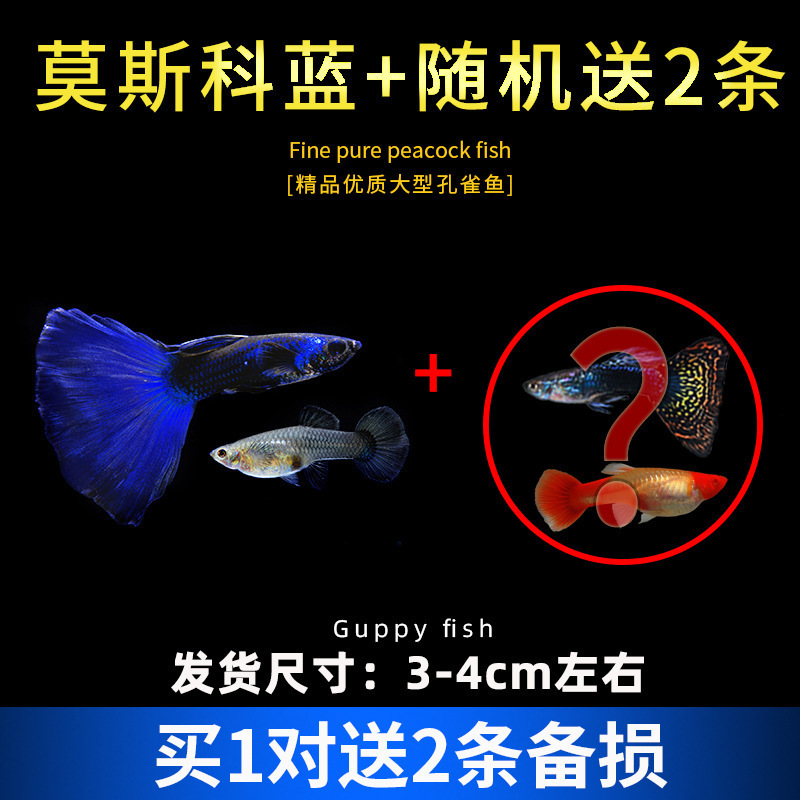 孔雀鱼精品小鱼缸观赏鱼好养耐活热带鱼活鱼天空蓝小型小鱼苗|undefined